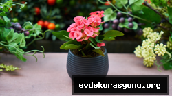 Ağustos ayında saksıya ekilmiş renkli çiçekler ve yeşil bitkiler, balkon ve iç mekan için ideal seçimler